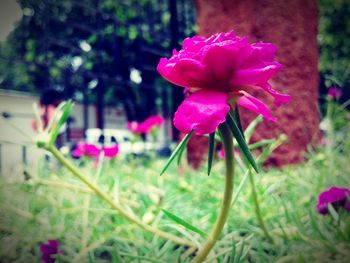 Close-up of pink flowers blooming outdoors