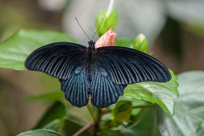 Close-up of butterfly on leaf