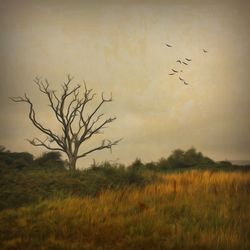 Birds flying over field against sky