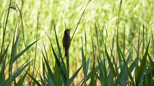 One perched great reed warbler who was shooted in 2018 june presented in a 16x9 photography