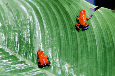 Close-up of red frogs on leaf