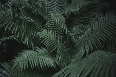 Full frame shot of fern