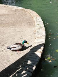 High angle view of bird on lakeshore