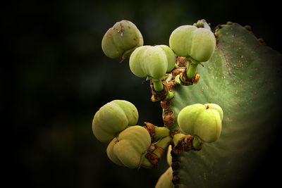 Close-up of fruits