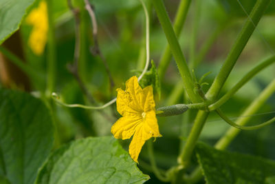 Close-up of yellow flowering plant