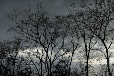 Low angle view of bare tree against sky