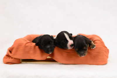 High angle view of puppy sleeping