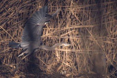 Close-up of bird in grass