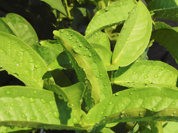 Close-up of wet plant leaves during rainy season