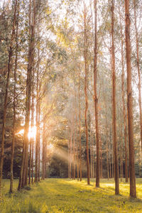 Trees in forest