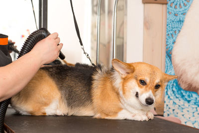 Midsection of person holding dog