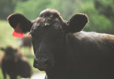 Portrait of black cow with red livestock tag