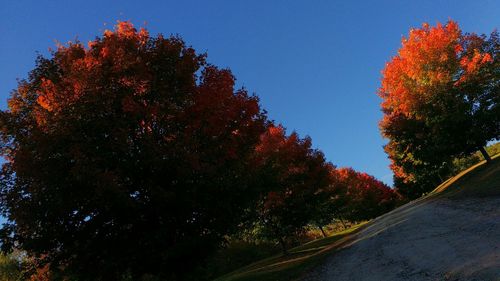 Low angle view of trees against blue sky