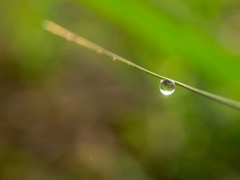 Close-up of water drops on blade of plant