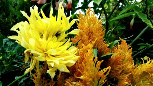 Close-up of yellow flowering plant on field