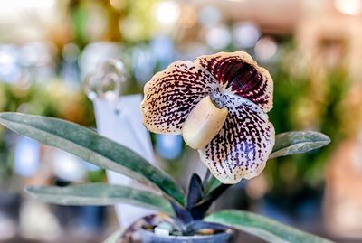 Close-up of flowering plant