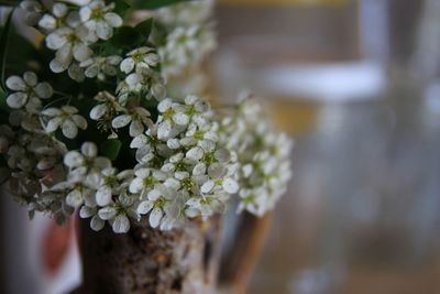 Close-up of white flowering plant