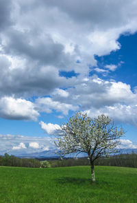 Tree on field against sky