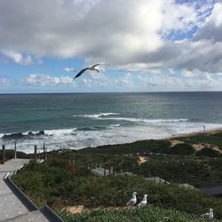 Seagulls flying over sea against sky