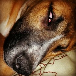 Close-up portrait of a dog