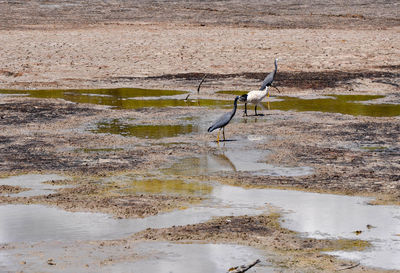 High angle view of gray heron on water