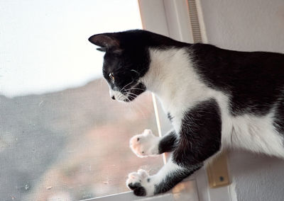 Close-up of a cat