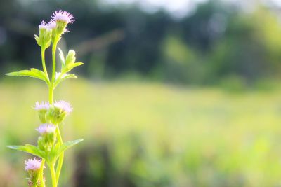 Close-up of purple flowering plant