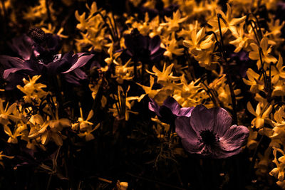 Close-up of purple crocus blooming outdoors