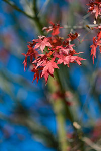 Close-up of red maple leaves on tree