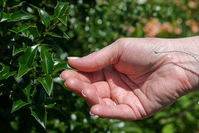 Close-up of hand holding leaf on plant