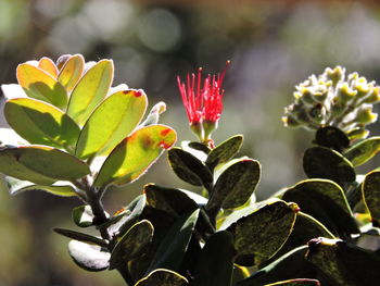 Close-up of red flowers blooming outdoors
