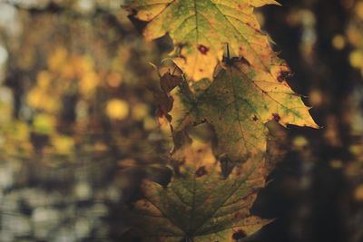 Close-up of yellow maple leaves on tree