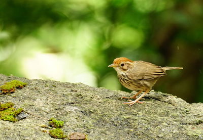 Close-up of bird perching on rock