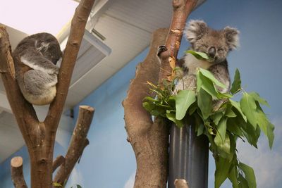 Low angle view of cat on tree