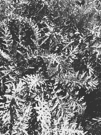 High angle view of plants on snow
