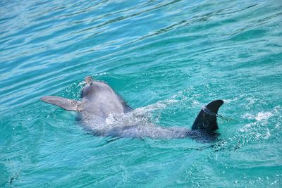 Dolphin swimming in sea