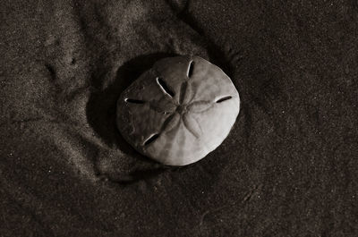 High angle view of fruit on sand