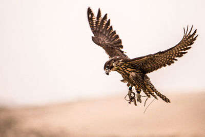 Close-up of bird flying against clear sky