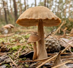 fungus