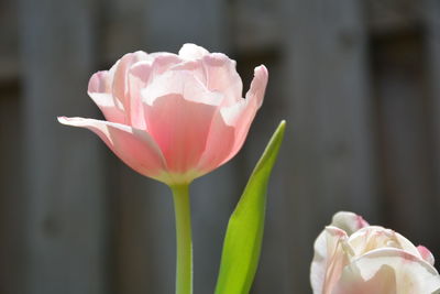 Close-up of soft pastel pink tulip kissed by the sun
