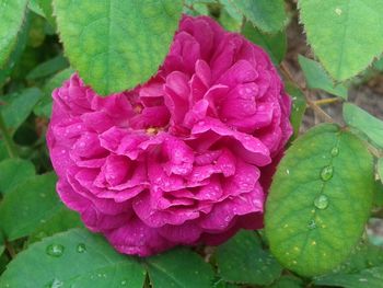 Close-up of pink flowers