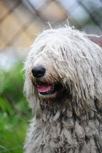 Close-up of a dog