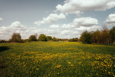 Scenic view of field against sky