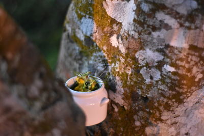 High angle view of lizard on rock