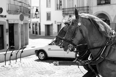 Side view of horses on street in city