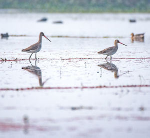 Birds perching on a lake