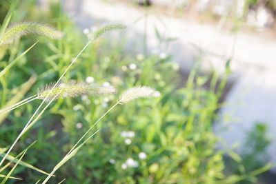 Close-up of flowering plant on field