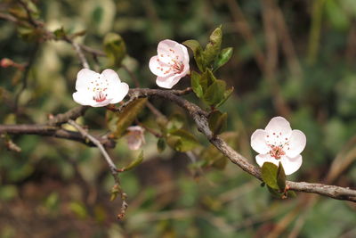 Close-up of white rose blooming outdoors