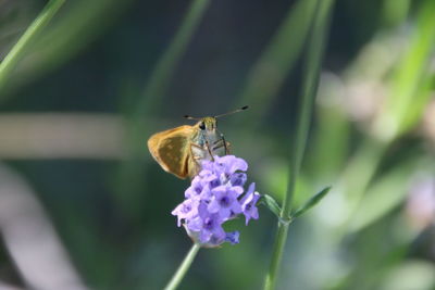 Close-up of insect on flower