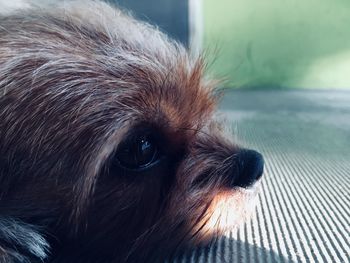 Close-up of dog looking away